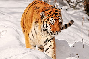brown, white, and black tiger photo