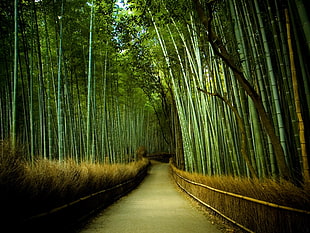 bamboo trees, bamboo, trees