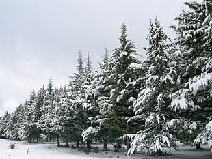 green and white snow covered pine tree