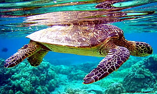 turtle swimming under water HD wallpaper