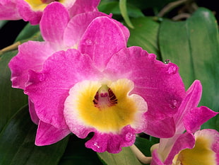 macro photo of a pink Moth Orchid