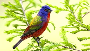 red, blue and yellow bird
