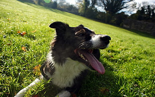closeup photo of adult black and white border collie sits on green grass field during daytime