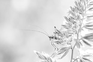 grayscale photography of cricket nymph on plant leaf