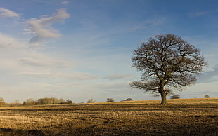 bare tree, landscape, photography, field, plains HD wallpaper