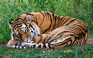 tiger sleeping on green grass