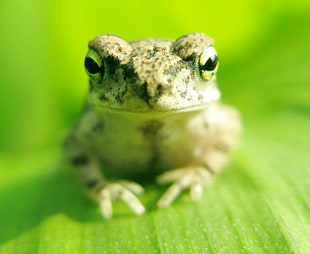 macro photography of brown frog on green plant