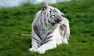 white tiger lying on green grass field