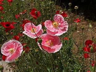 pink flowers with red flowers