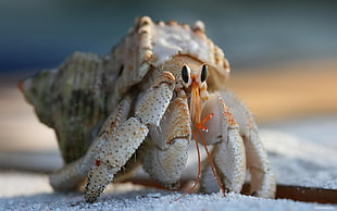 close up photography of brown and white Kermit crab