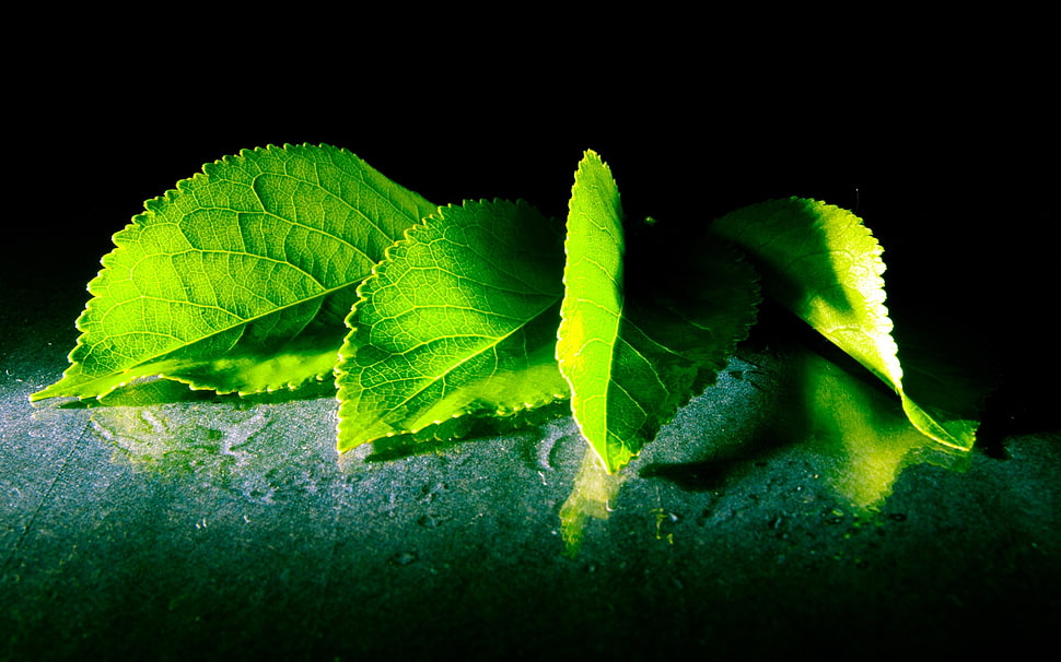 four green leaves HD wallpaper