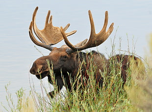 photo of moose near green plants, bull moose, seedskadee national wildlife refuge