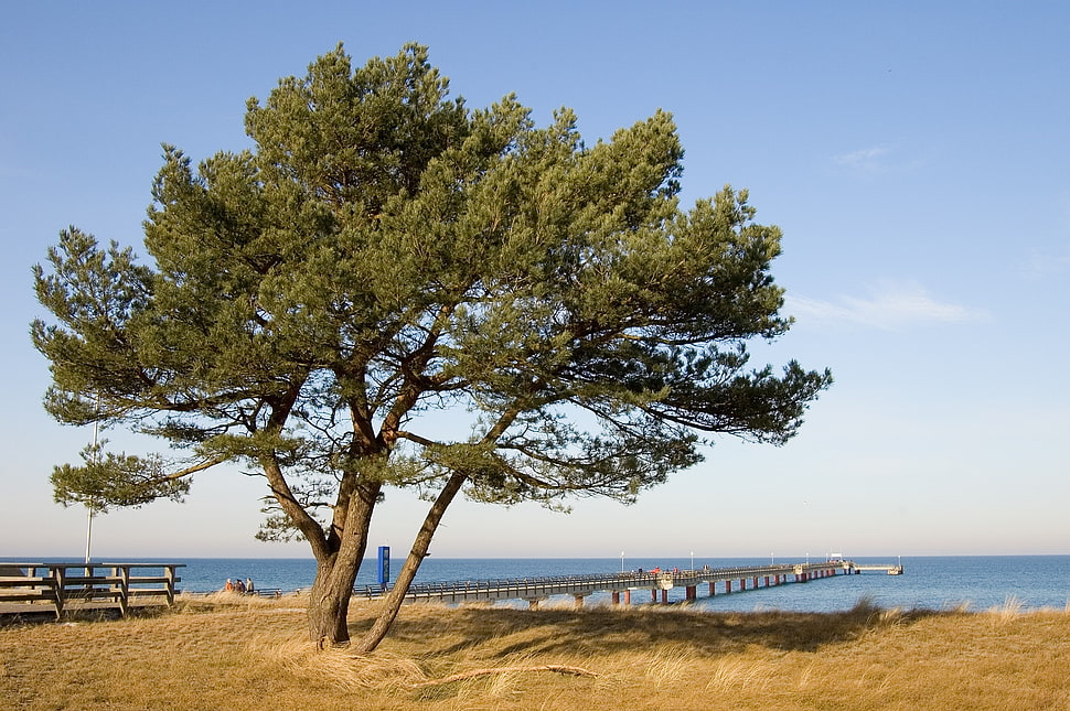 green leaf plant near sea dock HD wallpaper