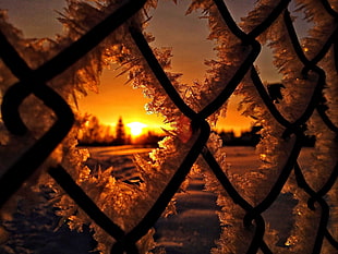black hog wire, fence, ice, snow, winter