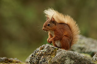 focused photography of brown squirrel standing on brown rock