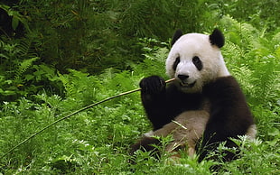 adult panda, animals, panda