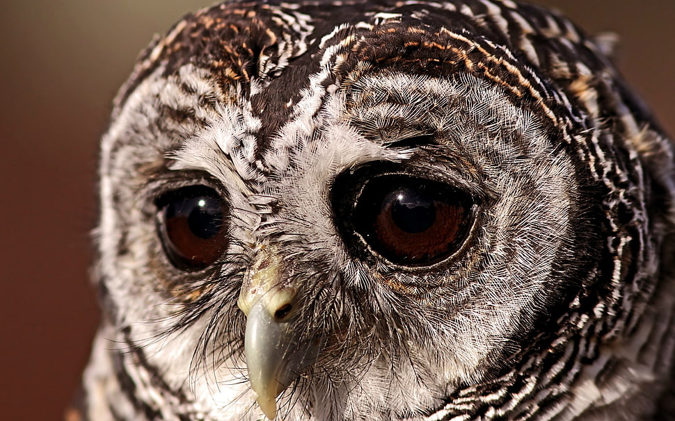 brown and white owl face close-up photo HD wallpaper
