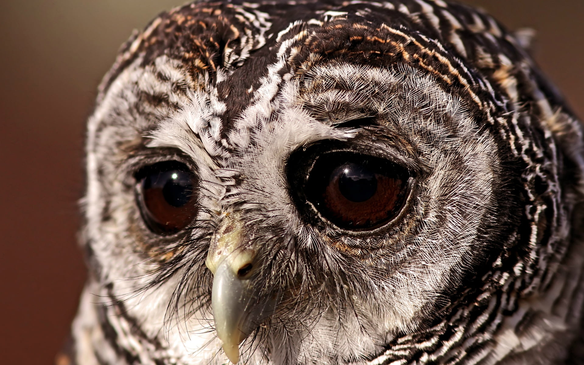 brown and white owl face close-up photo
