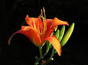 orange flower with black background HD wallpaper