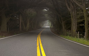 gray concrete road between trees HD wallpaper