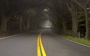 gray concrete road between trees