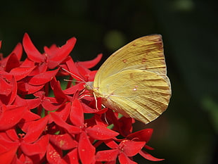 sulfur butterfly on yellow petaled flower