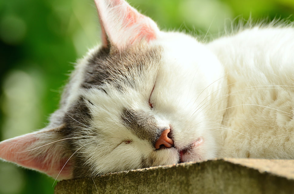 sleeping white and black cat HD wallpaper