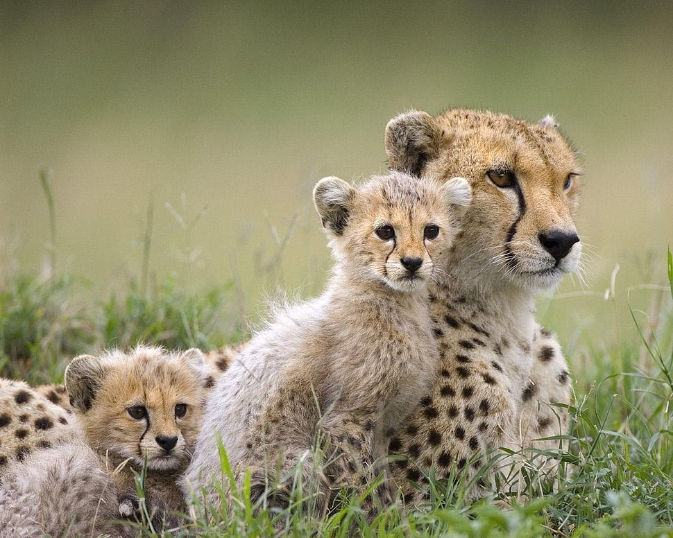 three leopard on grass HD wallpaper