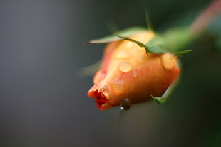 shallow focus photography of orange Rose with water droplets HD wallpaper