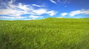 green field during day time HD wallpaper
