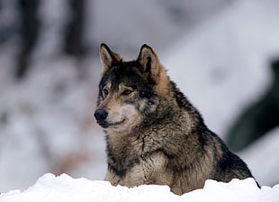gray and black wolf shallow focus photo HD wallpaper