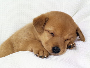 short-coated brown puppy, puppies, dog, animals