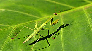 green mantis, animals, insect