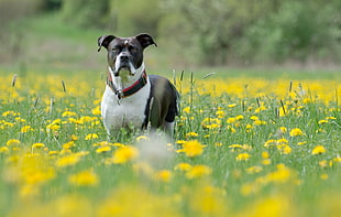 photo of black and white American Bulldog on flower field