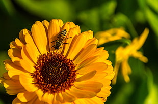 close up photography of bee on sunflower