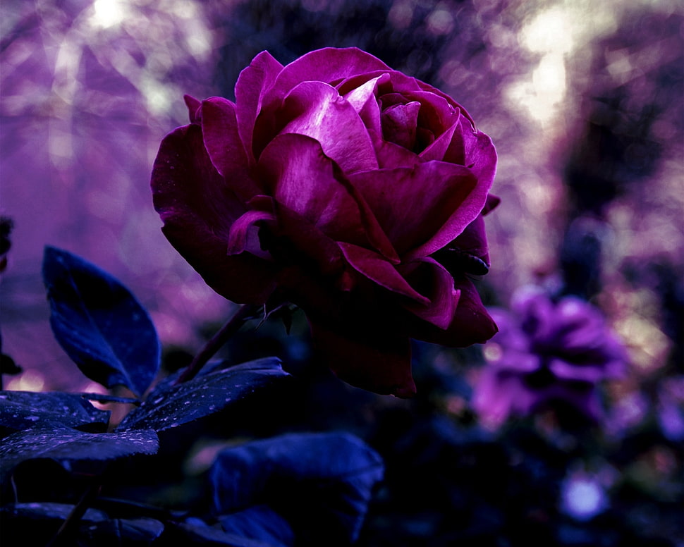 purple Rose flower in bloom close-up photo HD wallpaper