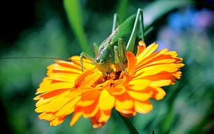 closeup photo of green grasshopper on yellow petaled flower during daytime