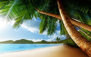 coconut tree near beach painting HD wallpaper