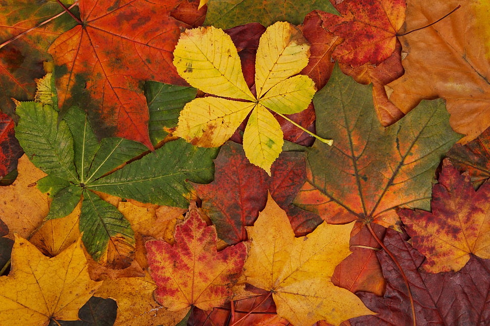 red and green leaf plant, abstract, fall, bright, brown HD wallpaper