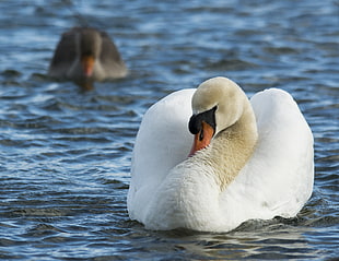 two swan swimming at river, mute swan