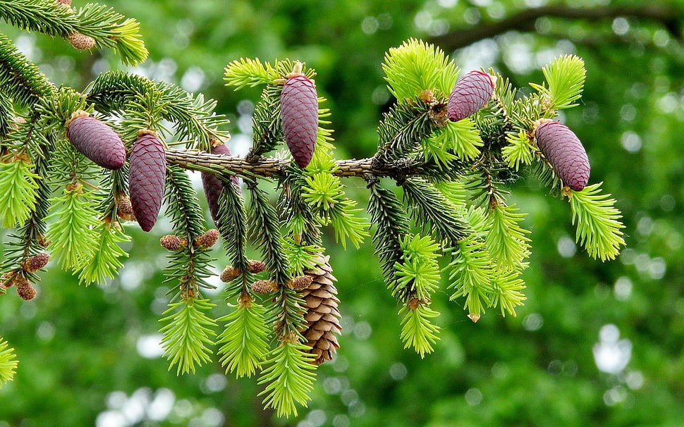 selective focus photography of pine cones HD wallpaper