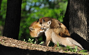 photo of two fox in forest during daytime HD wallpaper