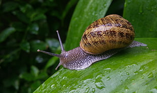 swallow photography of snail in green grass