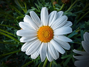 white daisy closeup photo HD wallpaper
