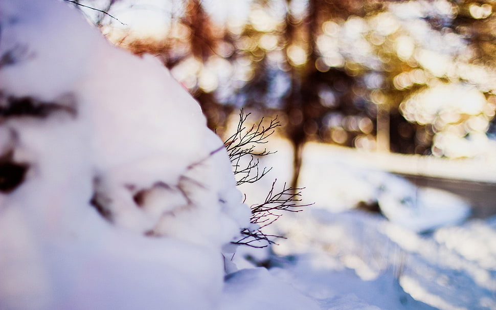 tilt shift focus photography of leafless tree HD wallpaper