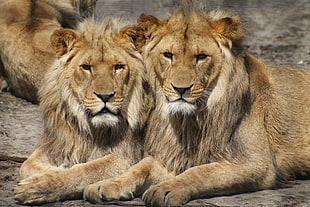 two brown lions lying on the ground at daytime