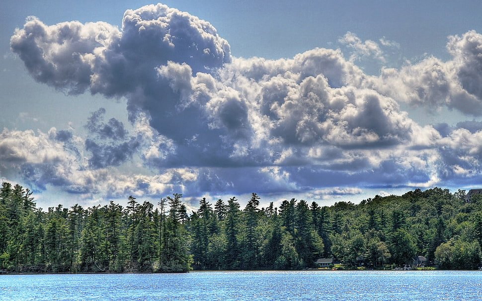 green pine trees under white clouds and blue sky HD wallpaper