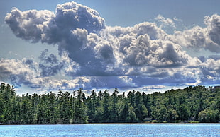 green pine trees under white clouds and blue sky
