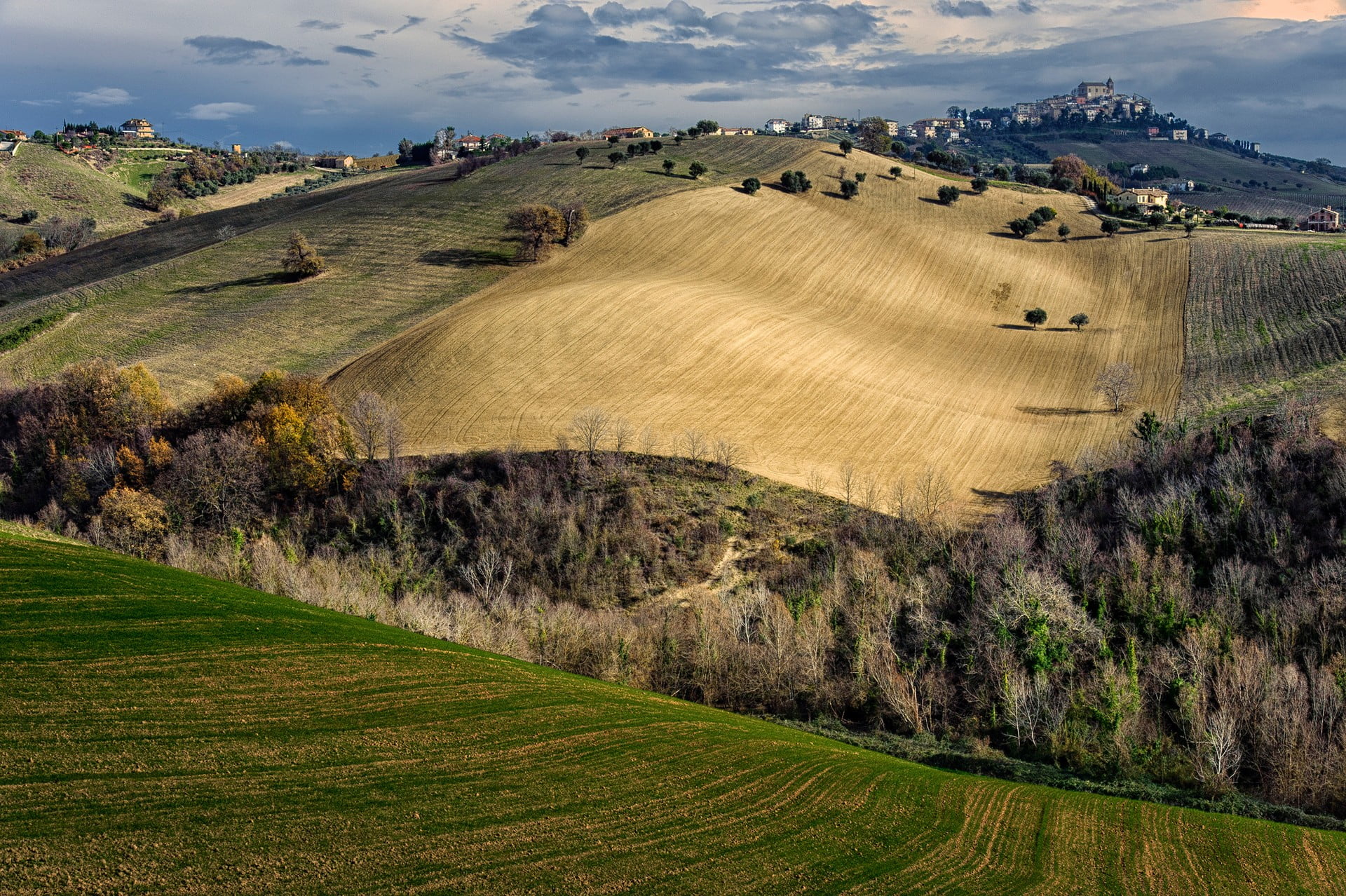 gray leafed tree, landscape, Italy