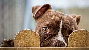 chocolate American pit bull terrier behind wooden fence